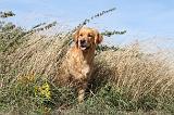 GOLDEN RETRIEVER 177